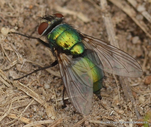 Common European Greenbottle Fly