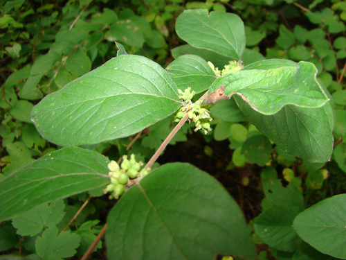 coralberry