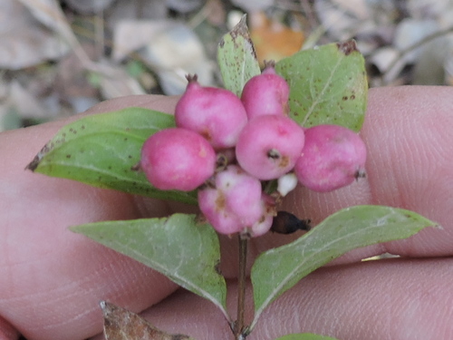 coralberry