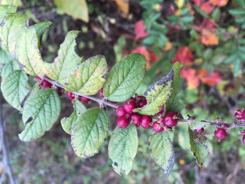 coralberry