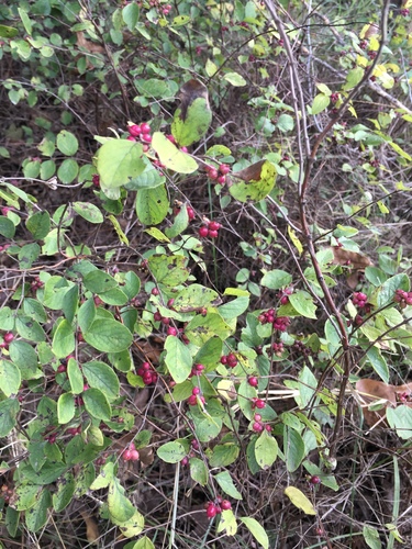 coralberry