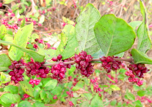 coralberry