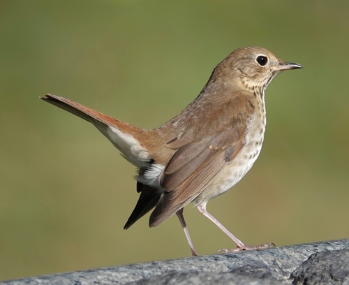 Hermit Thrush