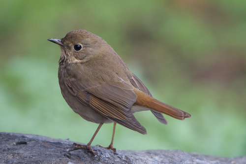 Hermit Thrush