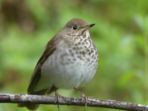 Hermit Thrush