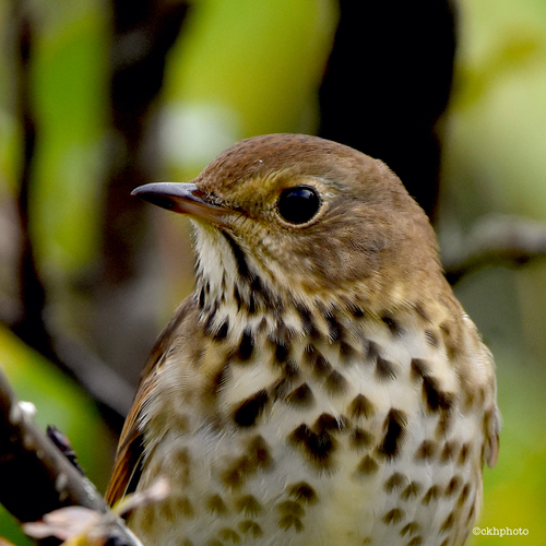 Hermit Thrush