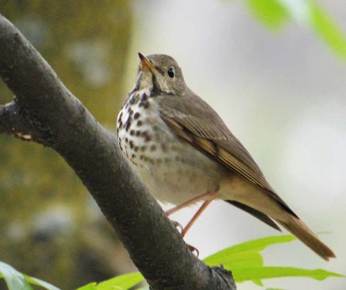 Hermit Thrush