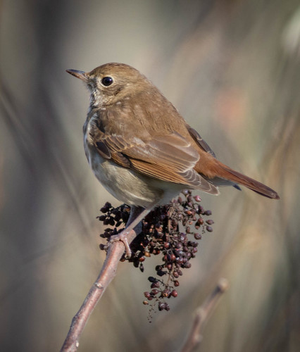 Hermit Thrush