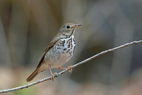Hermit Thrush
