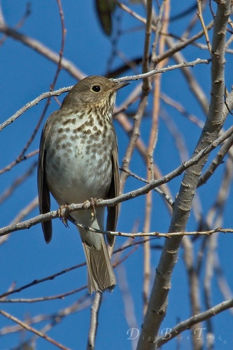 Hermit Thrush