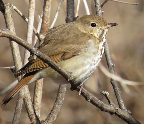 Hermit Thrush