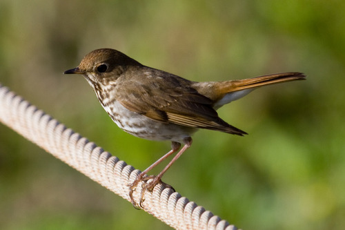 Hermit Thrush