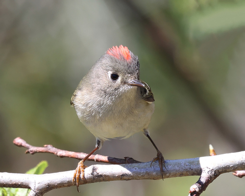 Ruby-crowned Kinglet