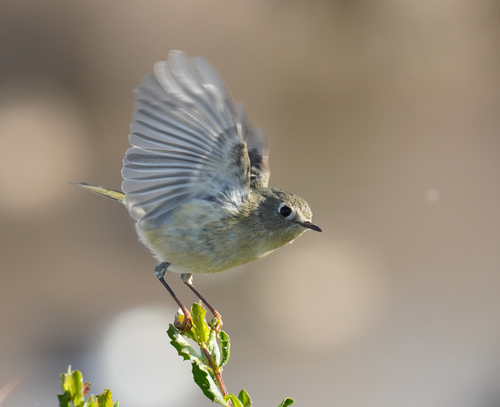 Ruby-crowned Kinglet