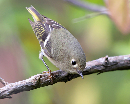 Ruby-crowned Kinglet
