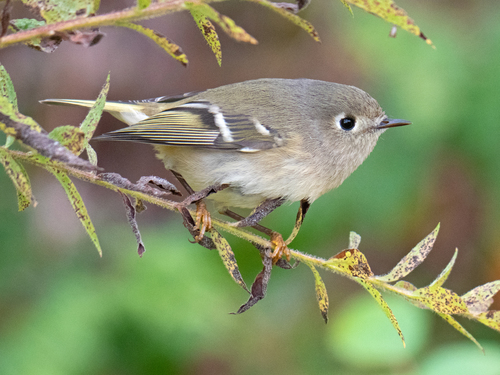Ruby-crowned Kinglet