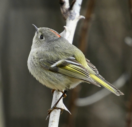 Ruby-crowned Kinglet