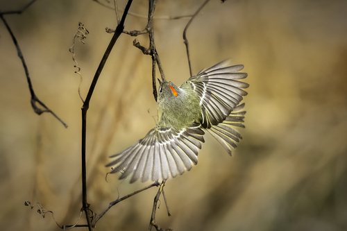 Ruby-crowned Kinglet