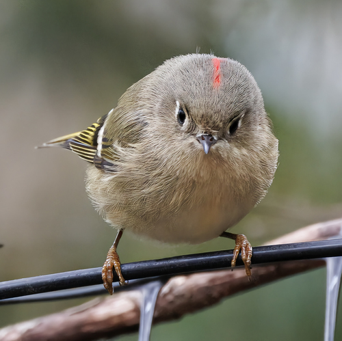 Ruby-crowned Kinglet