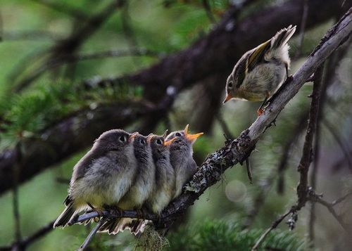 Ruby-crowned Kinglet