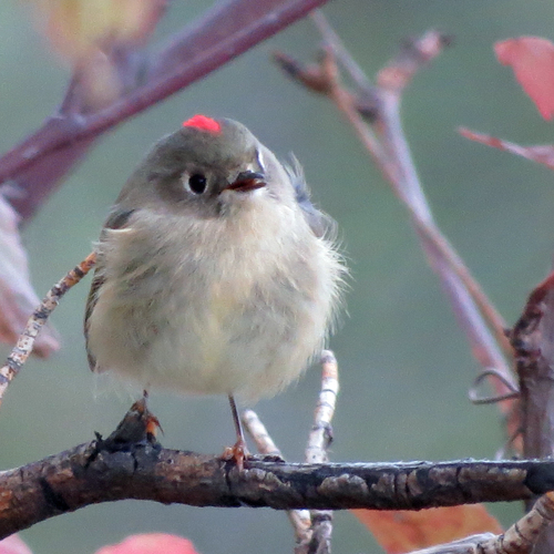 Ruby-crowned Kinglet