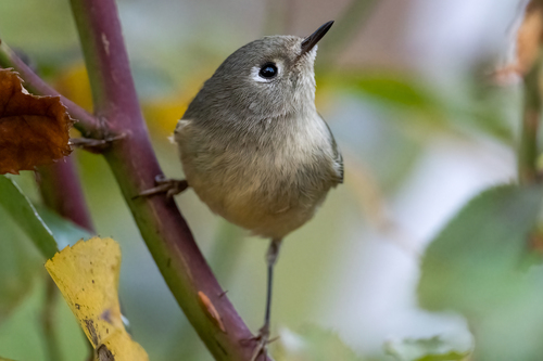Ruby-crowned Kinglet