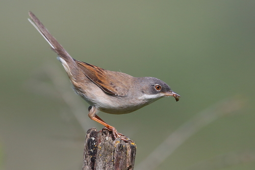 Common Whitethroat