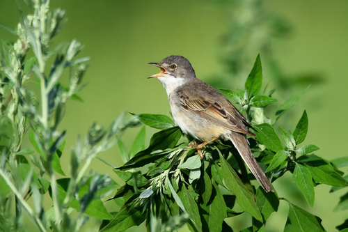 Common Whitethroat