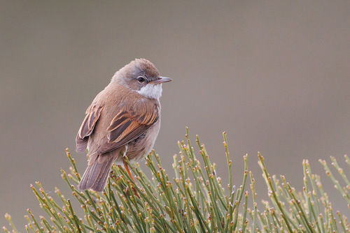 Common Whitethroat