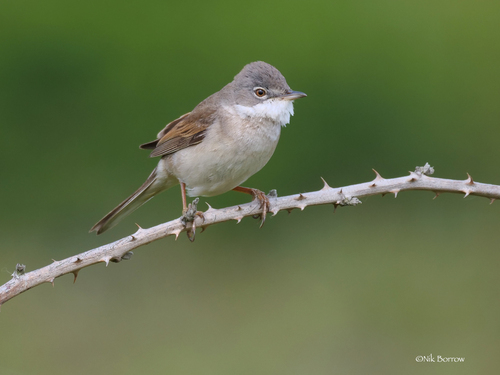 Common Whitethroat
