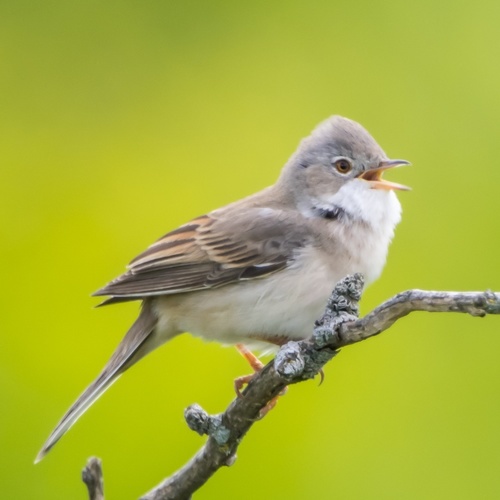 Common Whitethroat