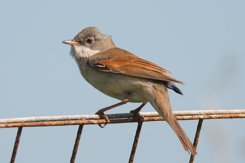 Common Whitethroat