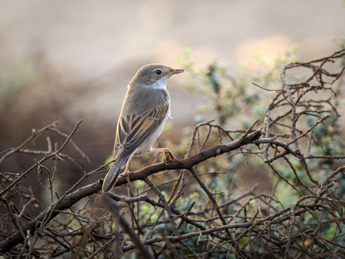 Common Whitethroat