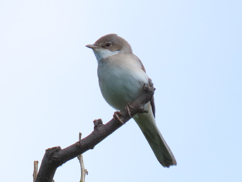 Common Whitethroat