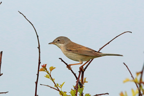 Common Whitethroat