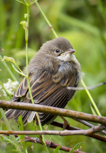 Common Whitethroat