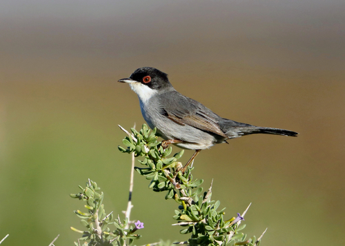 Sardinian Warbler