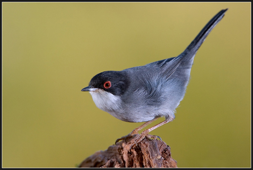 Sardinian Warbler