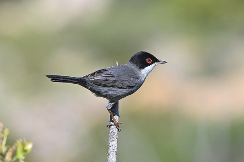 Sardinian Warbler