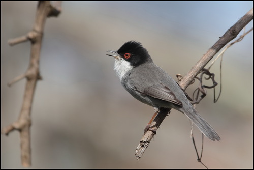 Sardinian Warbler
