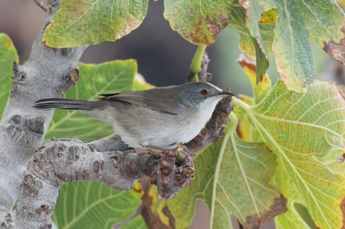 Sardinian Warbler