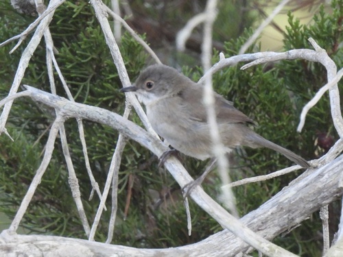 Sardinian Warbler