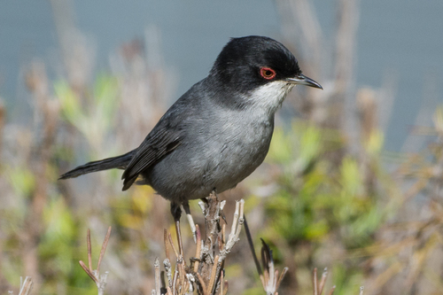 Sardinian Warbler