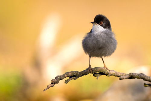 Sardinian Warbler