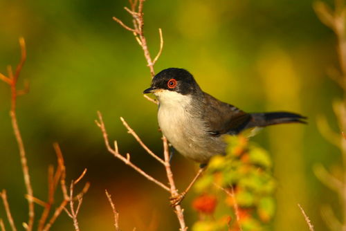 Sardinian Warbler