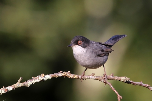 Sardinian Warbler