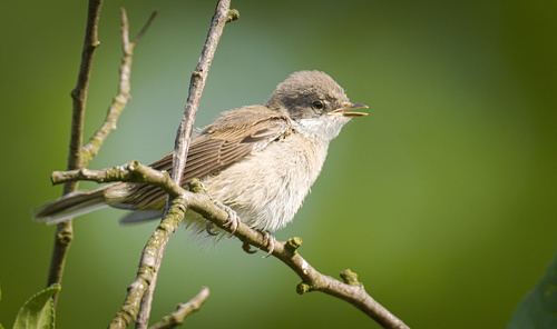 Lesser Whitethroat