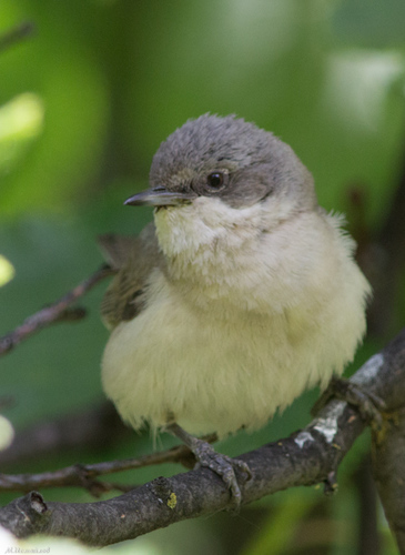 Lesser Whitethroat