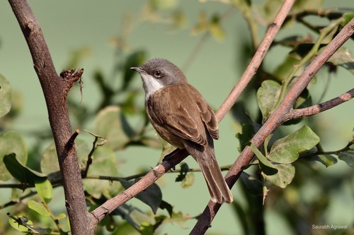 Lesser Whitethroat