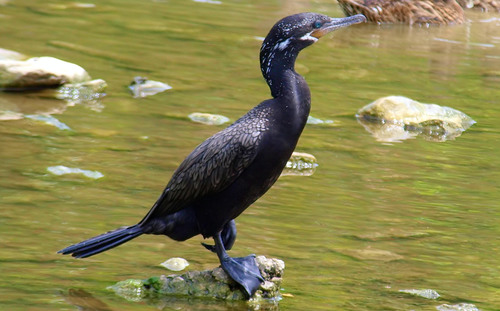 Neotropic Cormorant